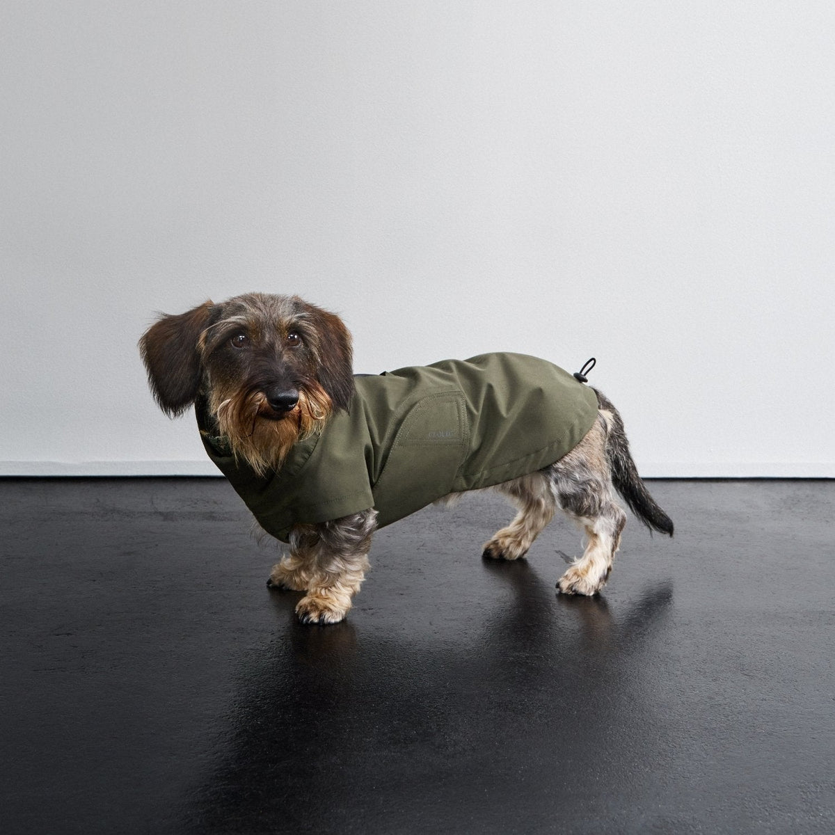 Dachshund Raincoat Dublin 2.0 Dark Olive product image