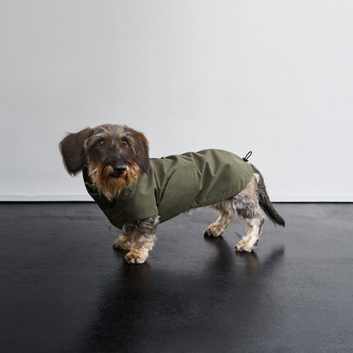 Dachshund Raincoat Dublin 2.0 Dark Olive product image