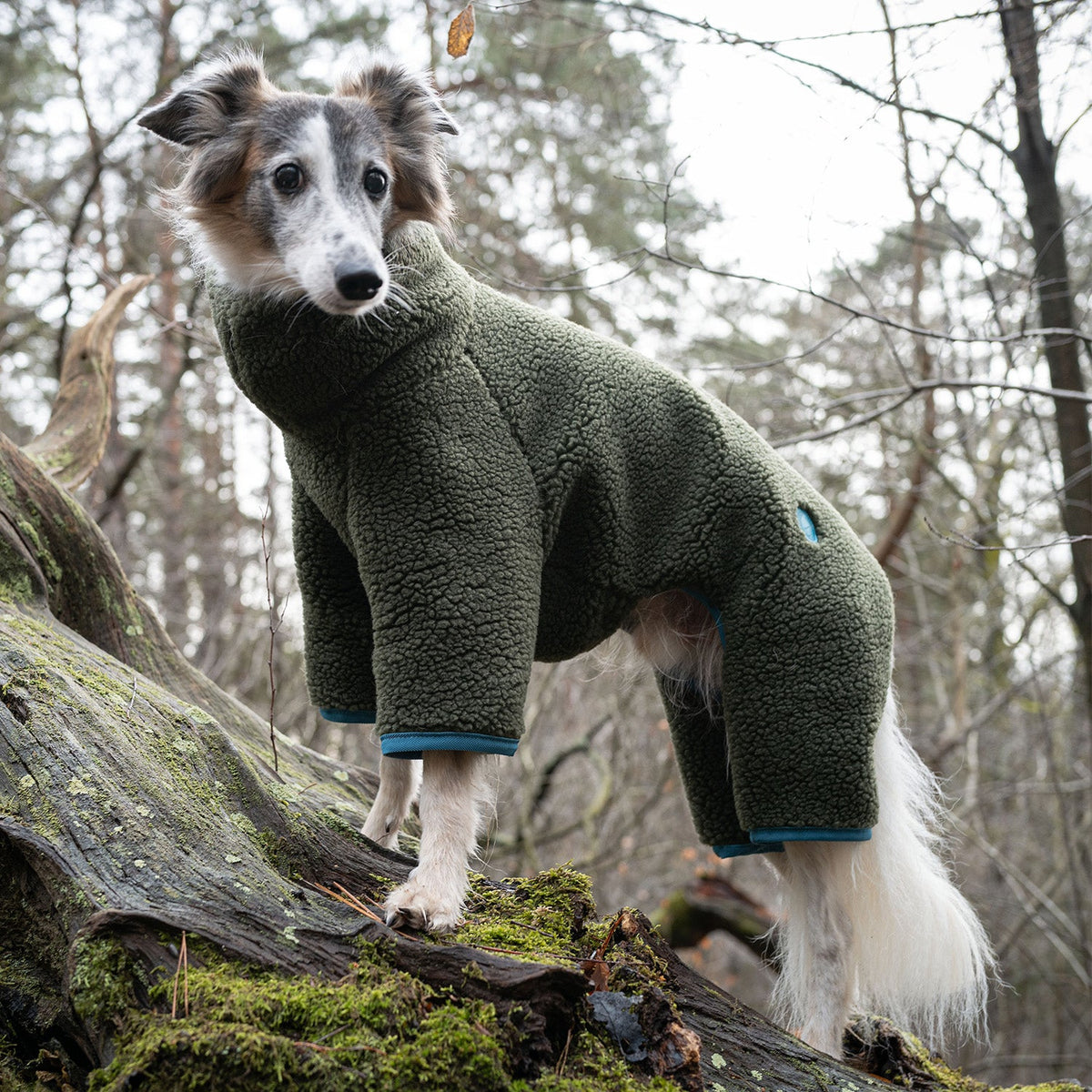 Italian Greyhound Sweater Cornwall Teddy Olive product image