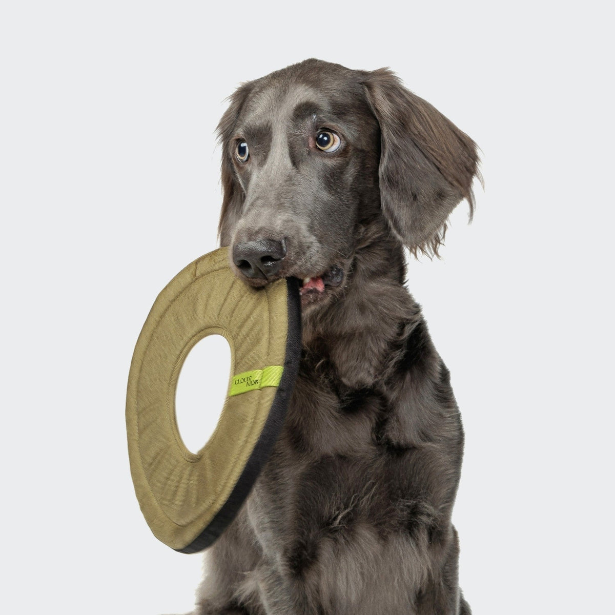 Dog Toy Frisbee AKTIV Khaki product image