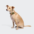 C-1 Martingale Collar Air-Mesh AKTIV Neon Green/Peach product image