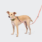 C-1 Martingale Collar Air-Mesh AKTIV Neon Green/Peach product image