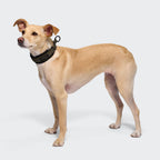 C-1 Martingale Collar AKTIV Softshell Olive product image