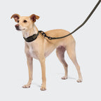 C-1 Martingale Collar AKTIV Softshell Olive product image