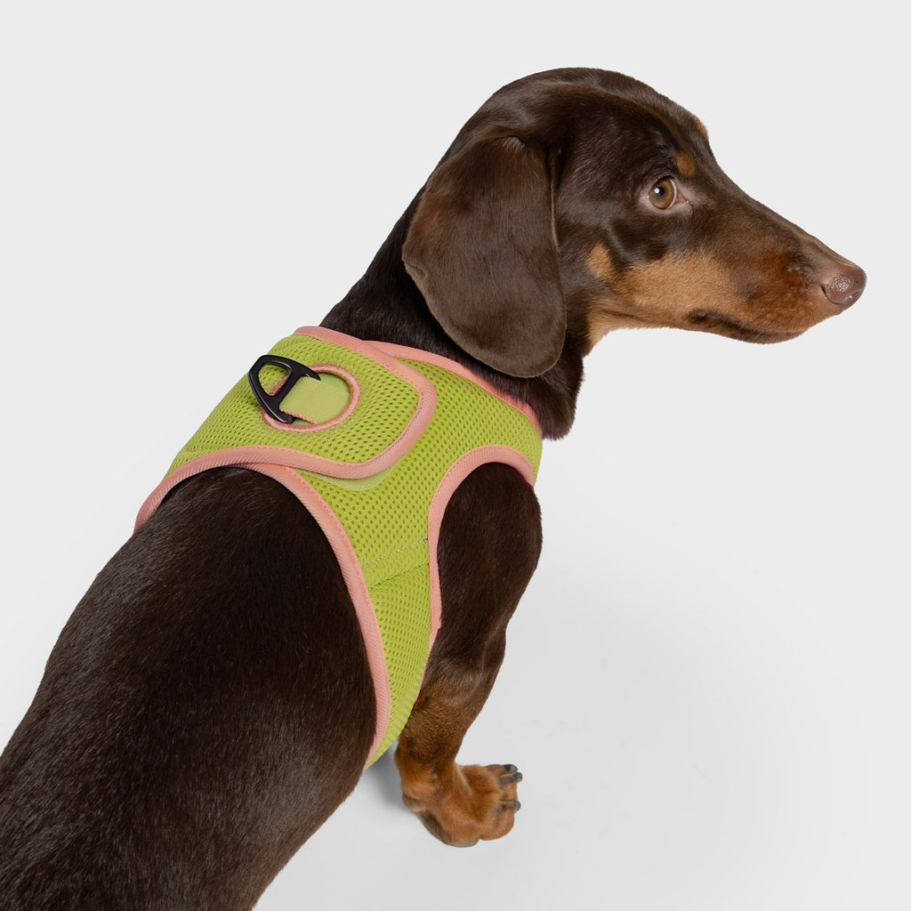 V-1 Vest Harness AKTIV Air-Mesh Peach/Neon Green product image