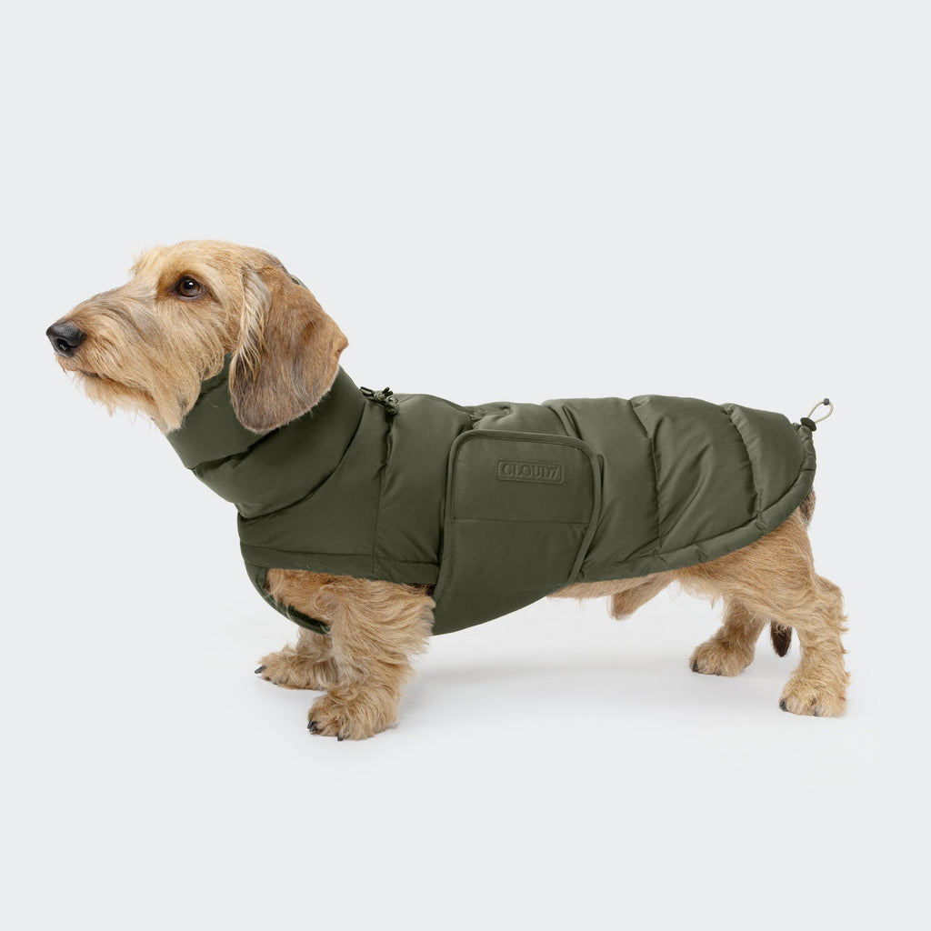 Dachshund Coat Alaska Light Olive product image
