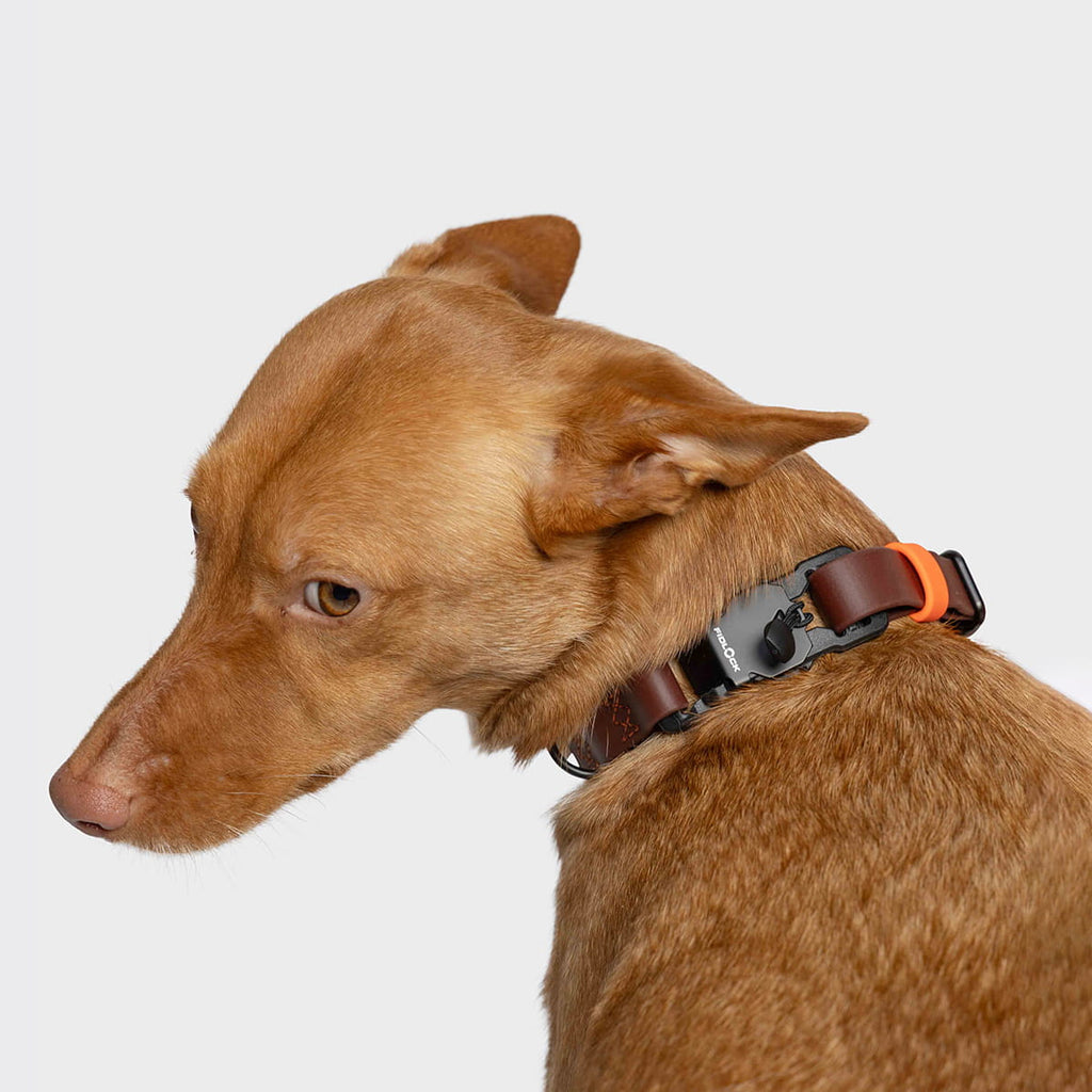 Dog Collar BioThane Ipanema Dark Aubergine product image