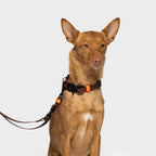 Adjustable Dog Leash BioThane Ipanema Dark Aubergine product image