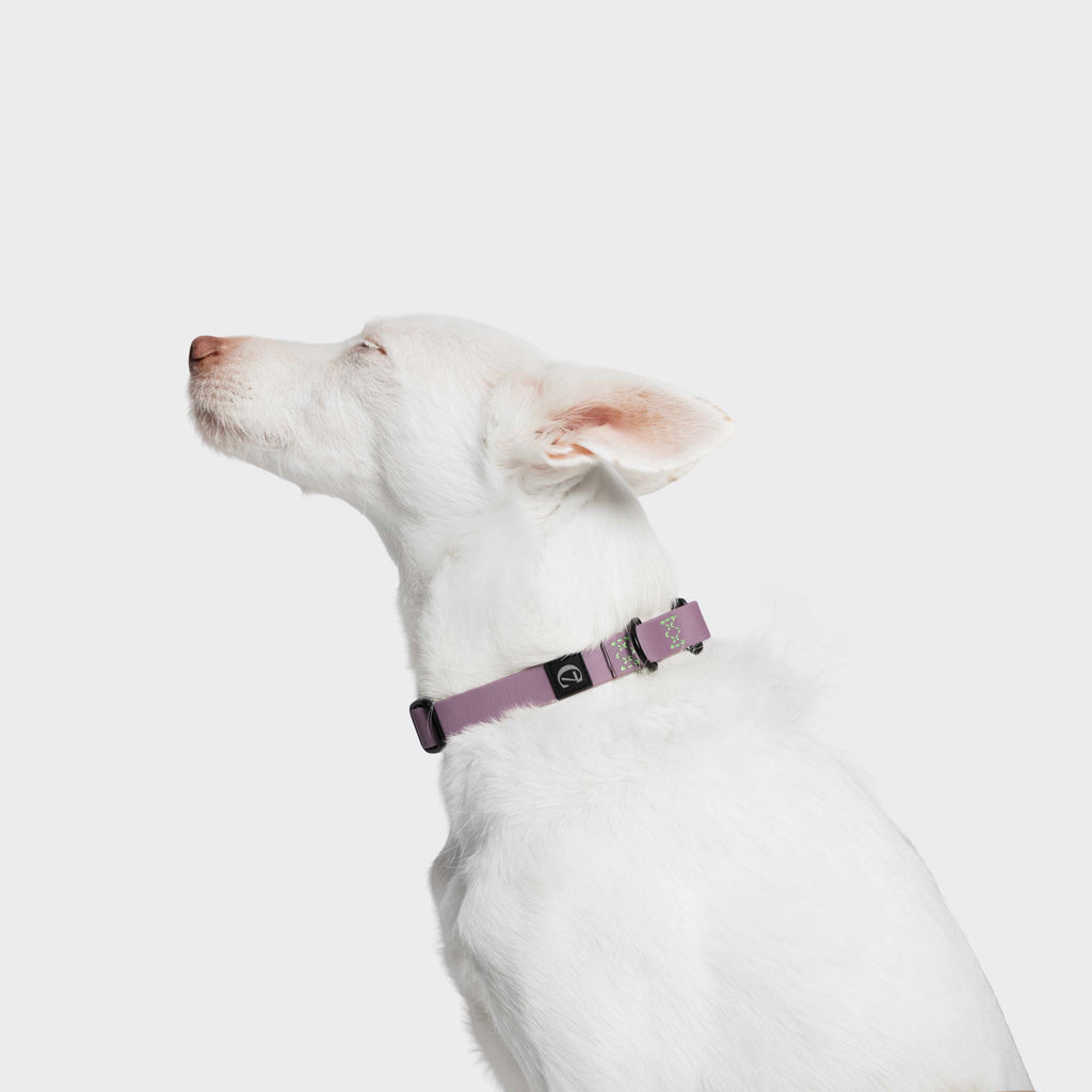 Dog Collar BioThane Ipanema Lilac product image