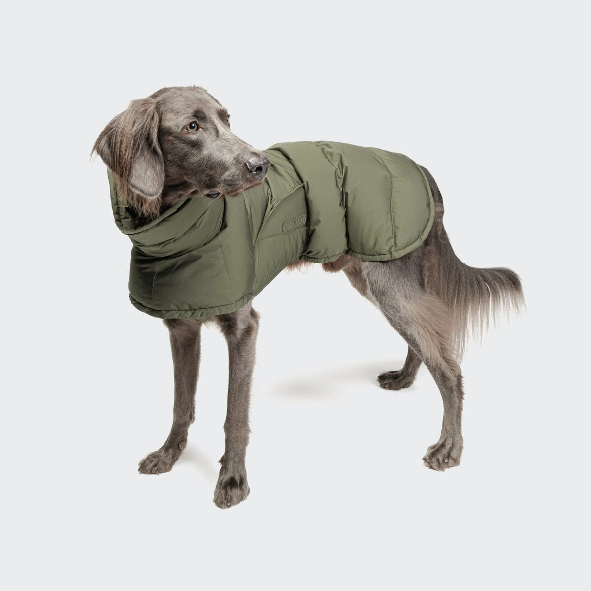Dog Coat Everest Light Olive product image