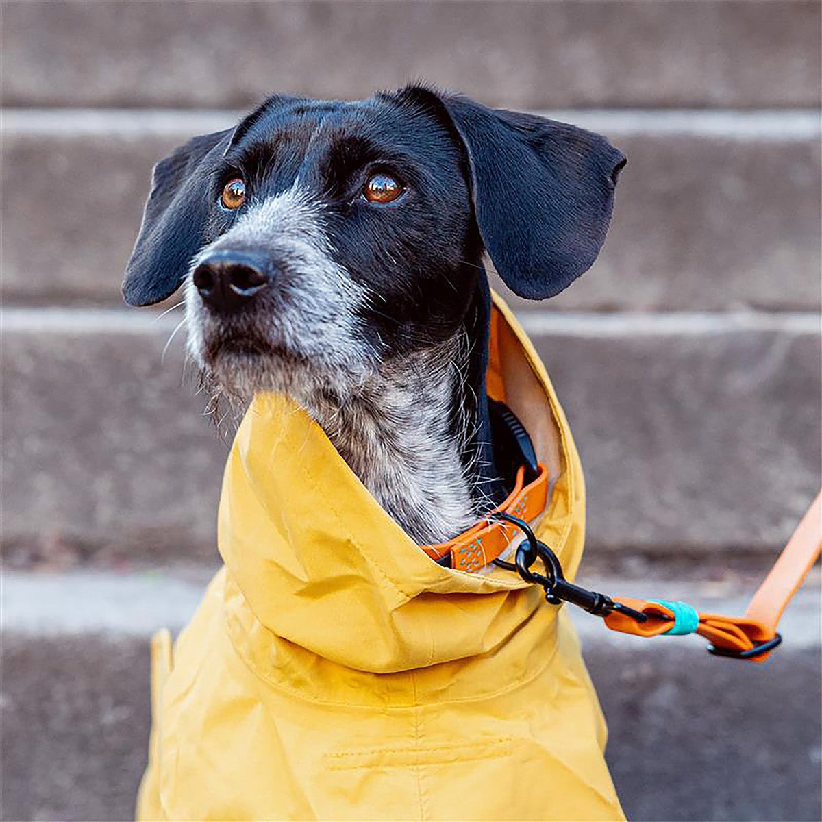Dog Raincoat Helgoland Yellow product image