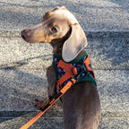 Step-in Harness Holly Park product image
