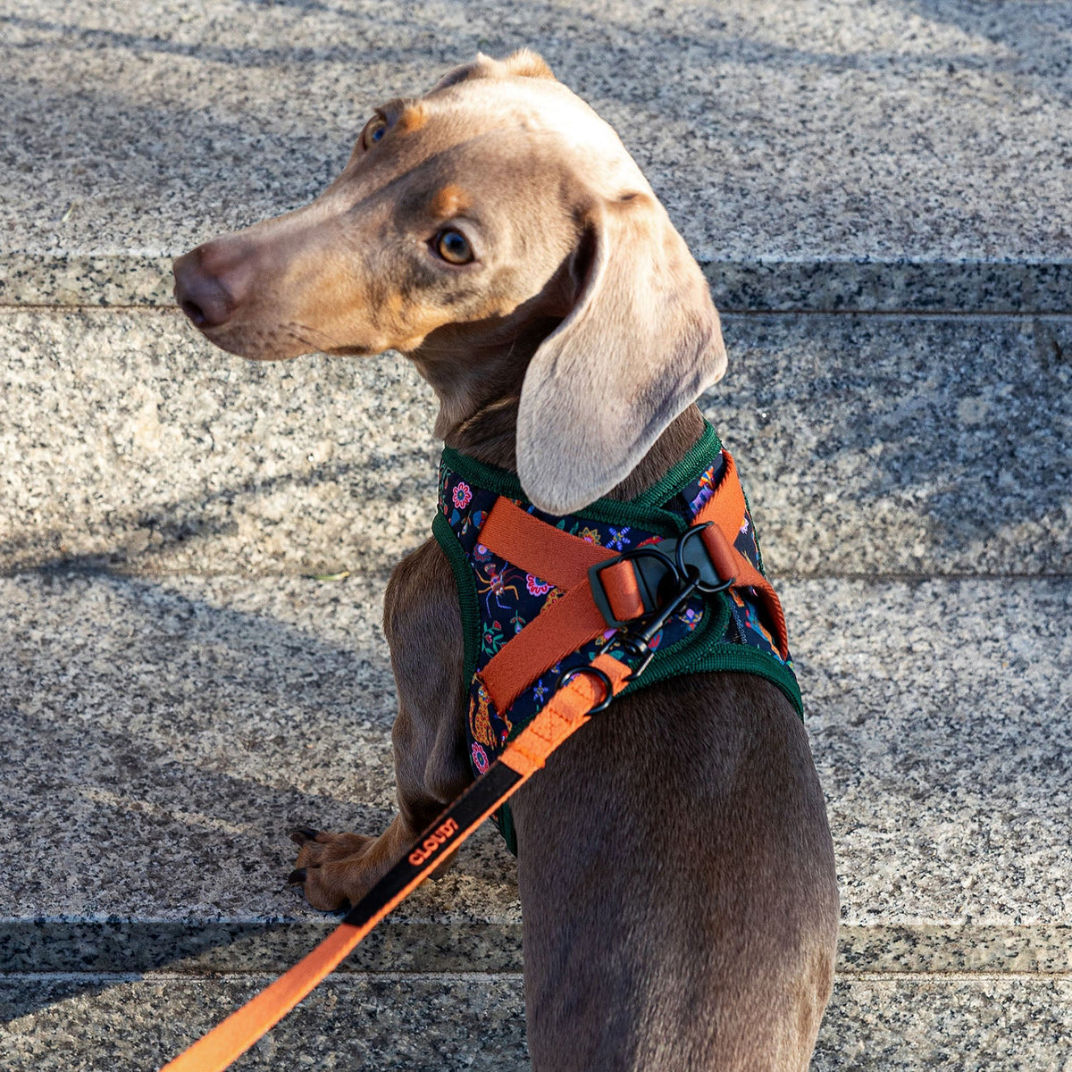 Step-in Harness Holly Park product image