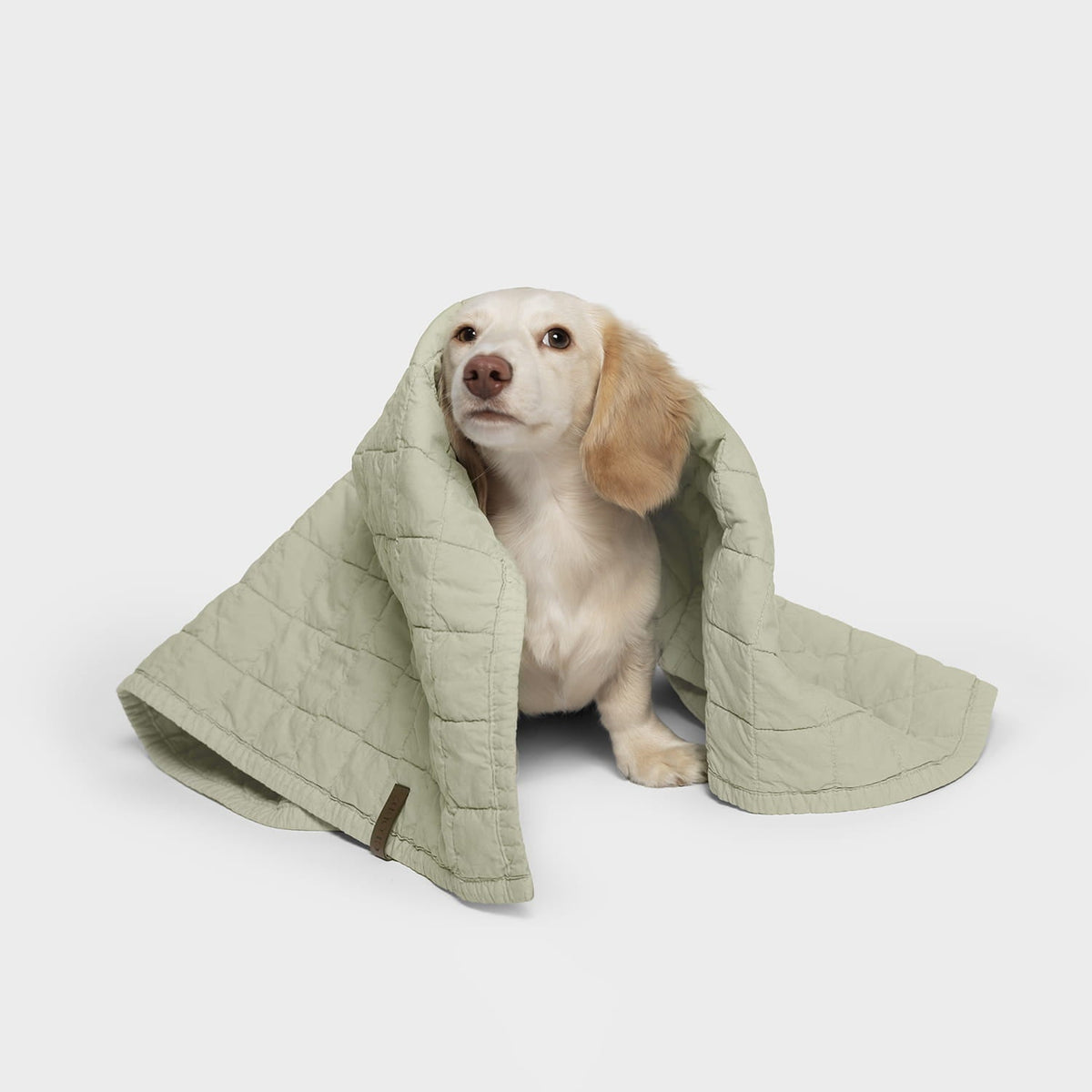 Dog Blanket LTTL Faded Moss product image