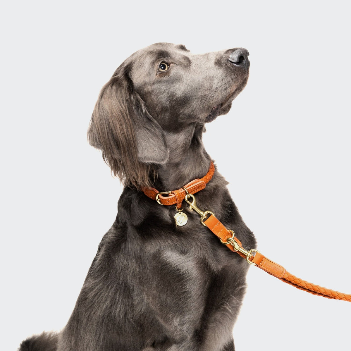 Dog Leash Ravello Rust product image