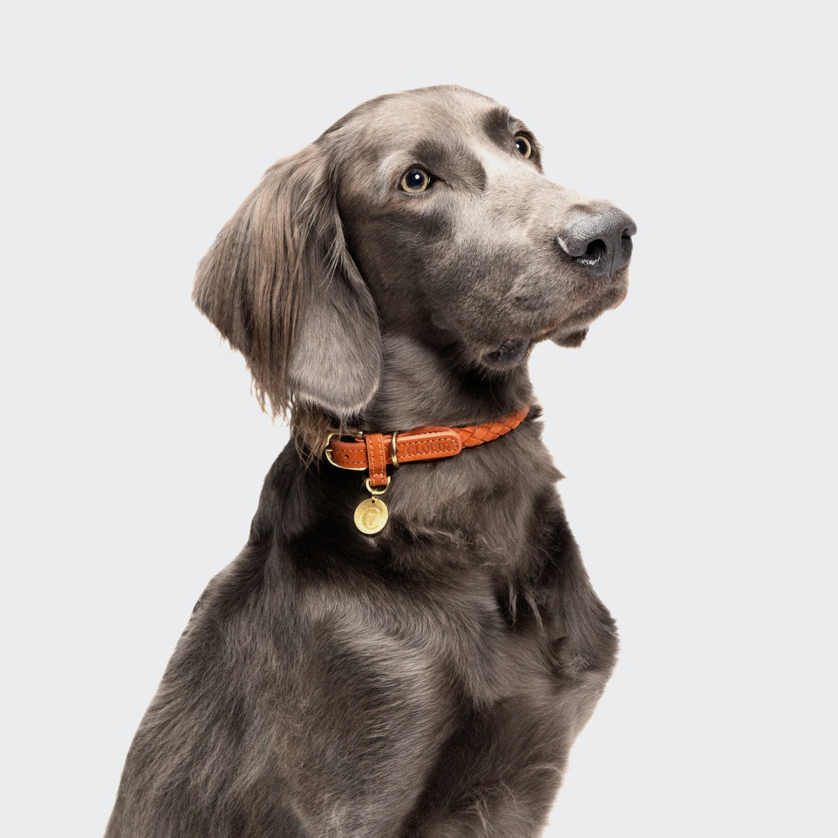 Dog Collar Ravello Rust product image