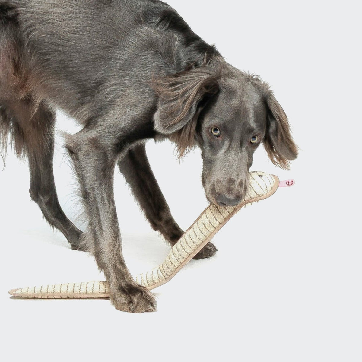 Dog Toy Snake Smilla product image
