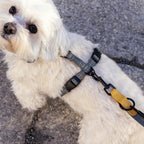 Dog Harness Madeira Biscuit product image