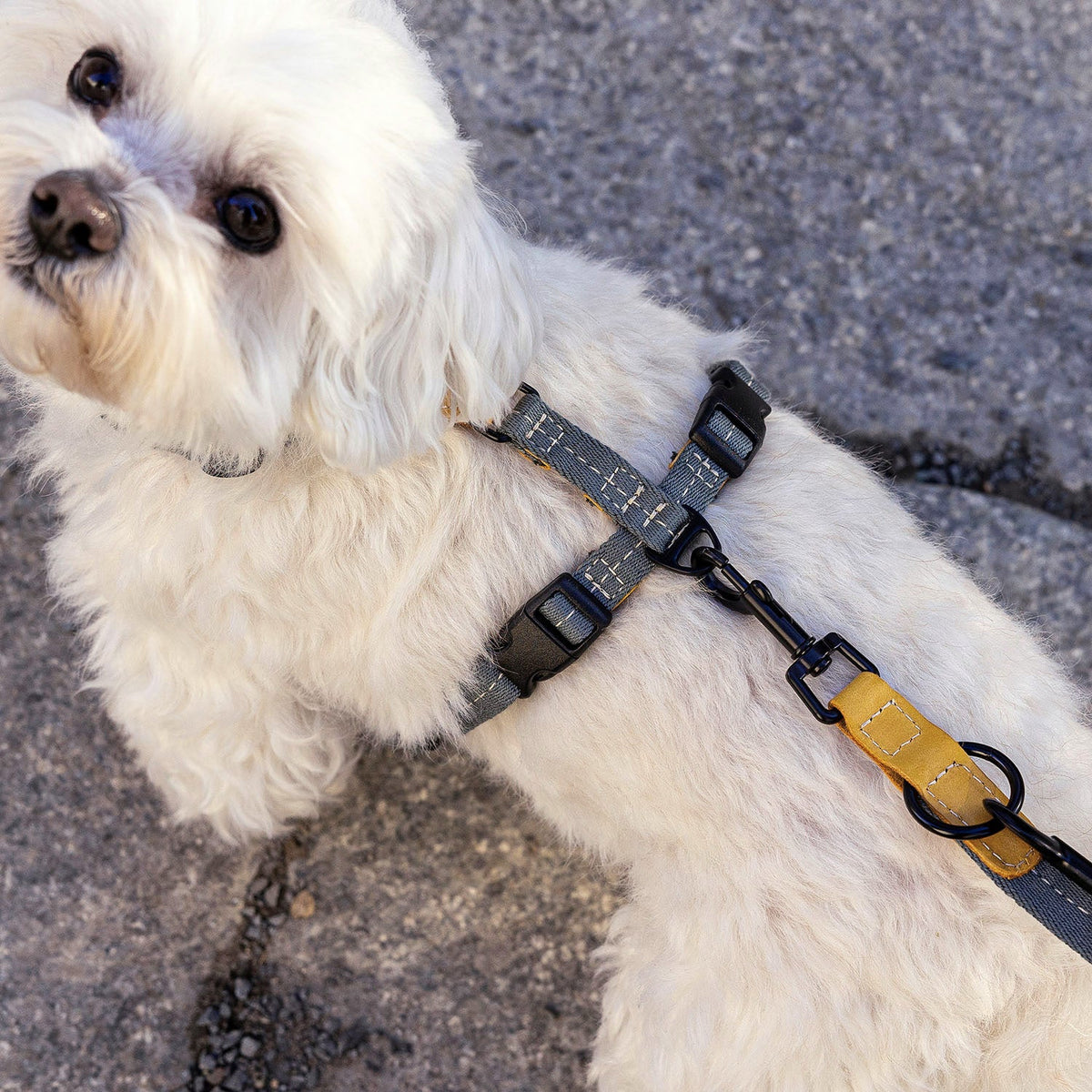 Dog Harness Madeira Biscuit product image