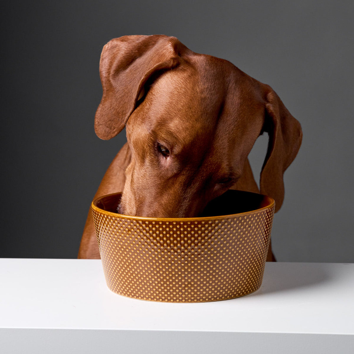 Dog Bowl Alain Cinnamon product image