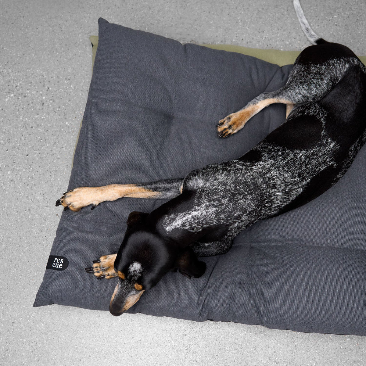 RESC7UE Dog Pillow Anthra product image