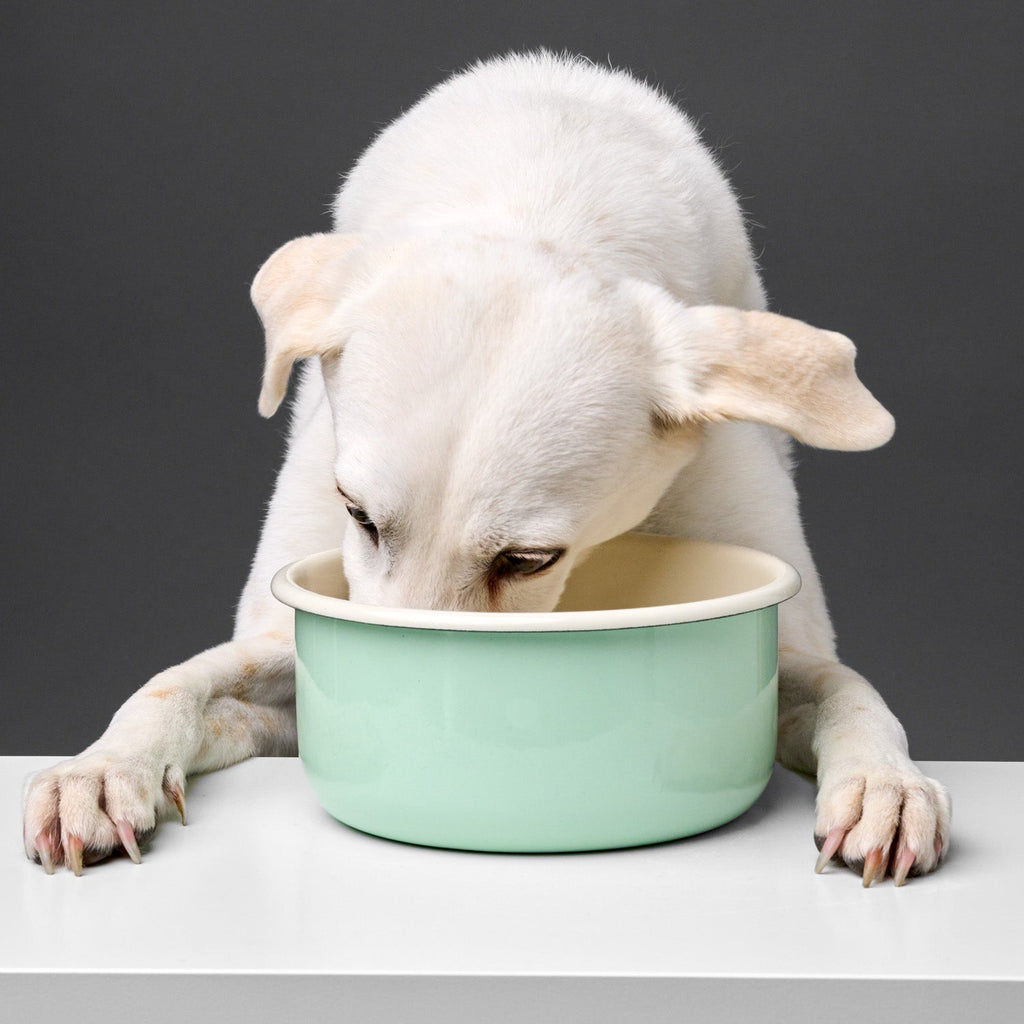 Dog Bowl Granny Pastel Green product image