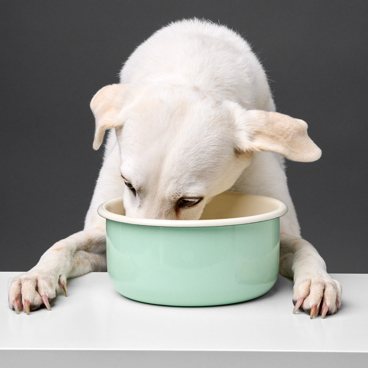 Dog Bowl Granny Pastel Green product image