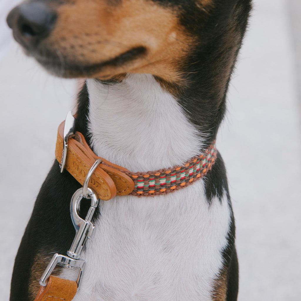 Dog Collar Prater Sunset product image