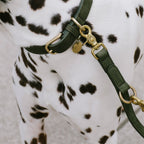 Dog Leash Tiergarten Moss product image