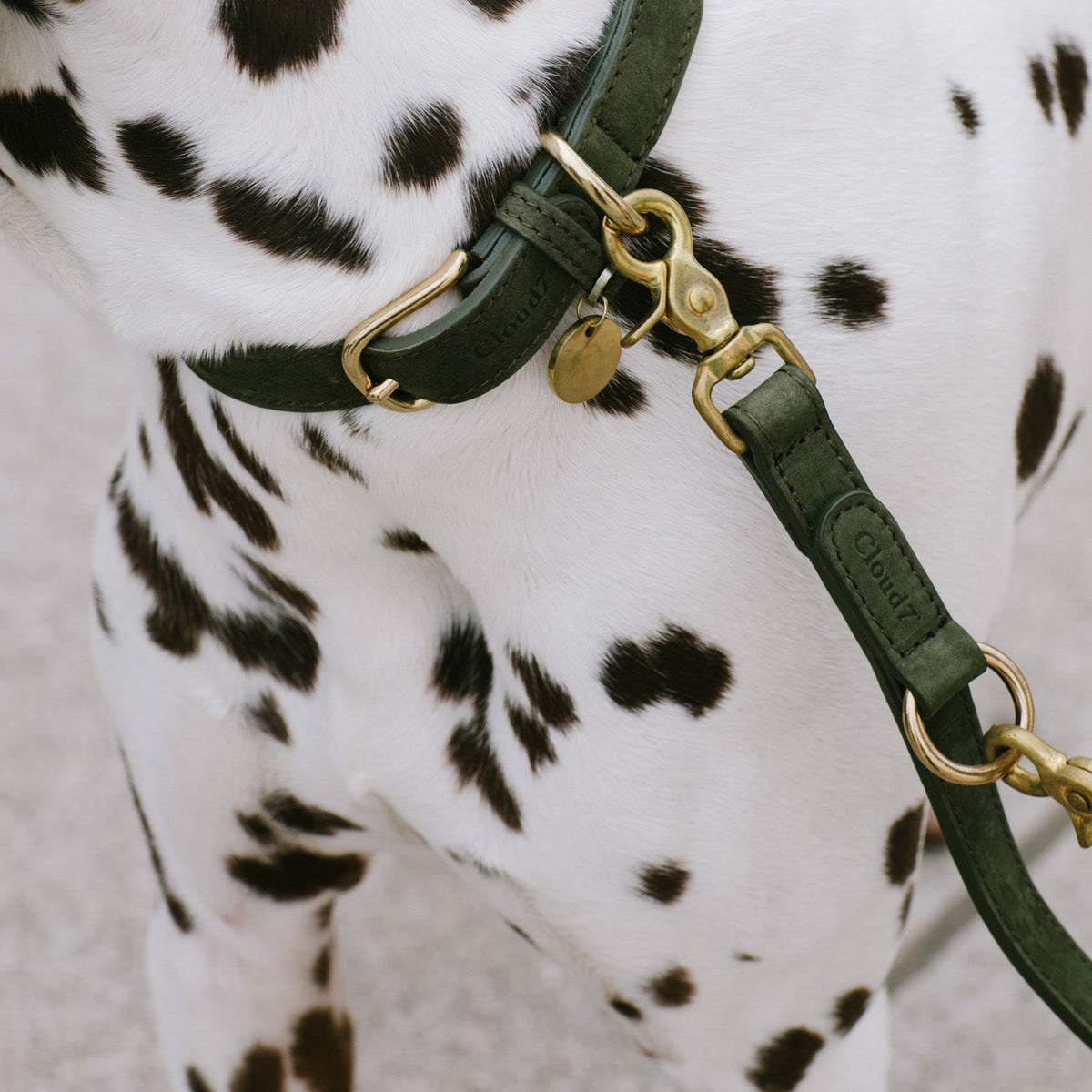 Dog Leash Tiergarten Moss product image