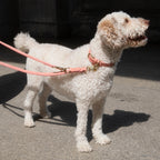 Dog Leash Tiergarten Peach product image