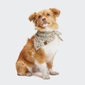 Dog Bandana Flower Squares product image