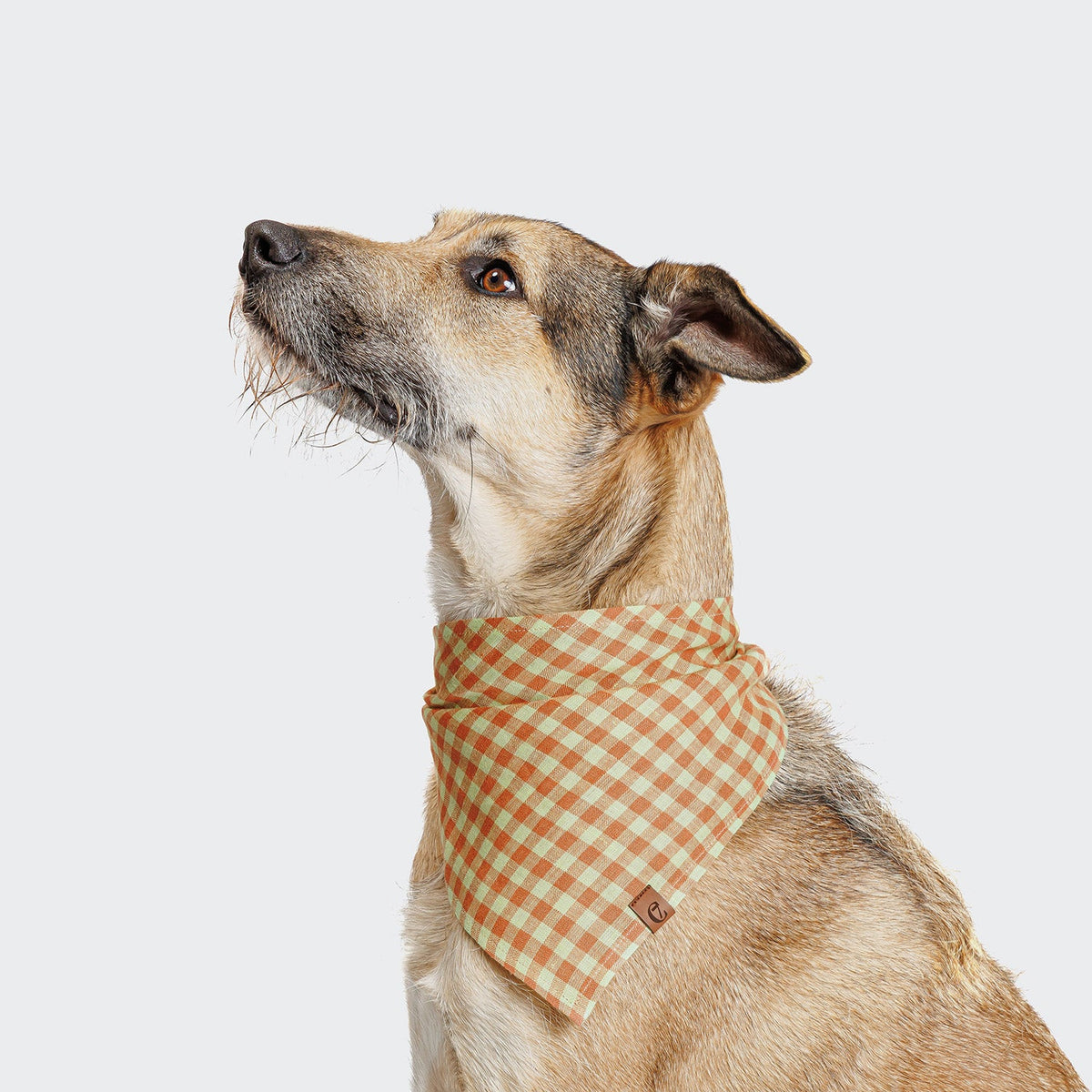 Dog Bandana Check Orange product image
