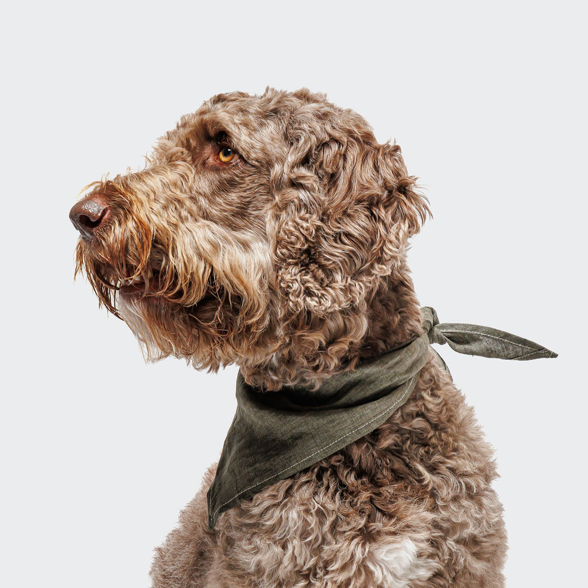 Personalized Dog Bandana Jungle product image