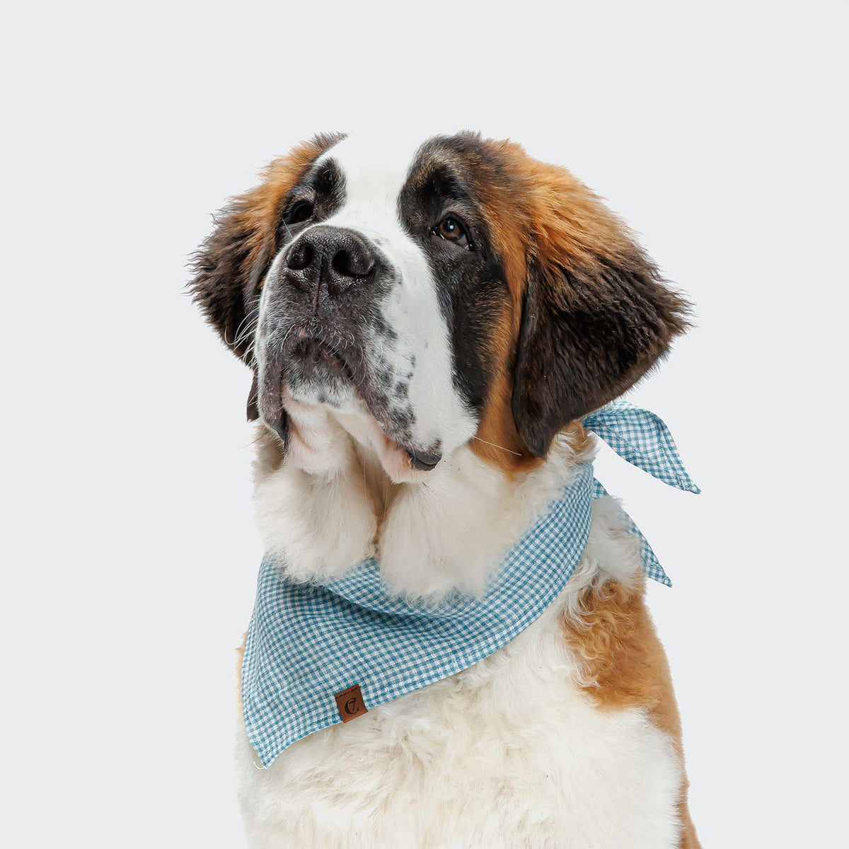 Dog Bandana Mini Check Blue product image