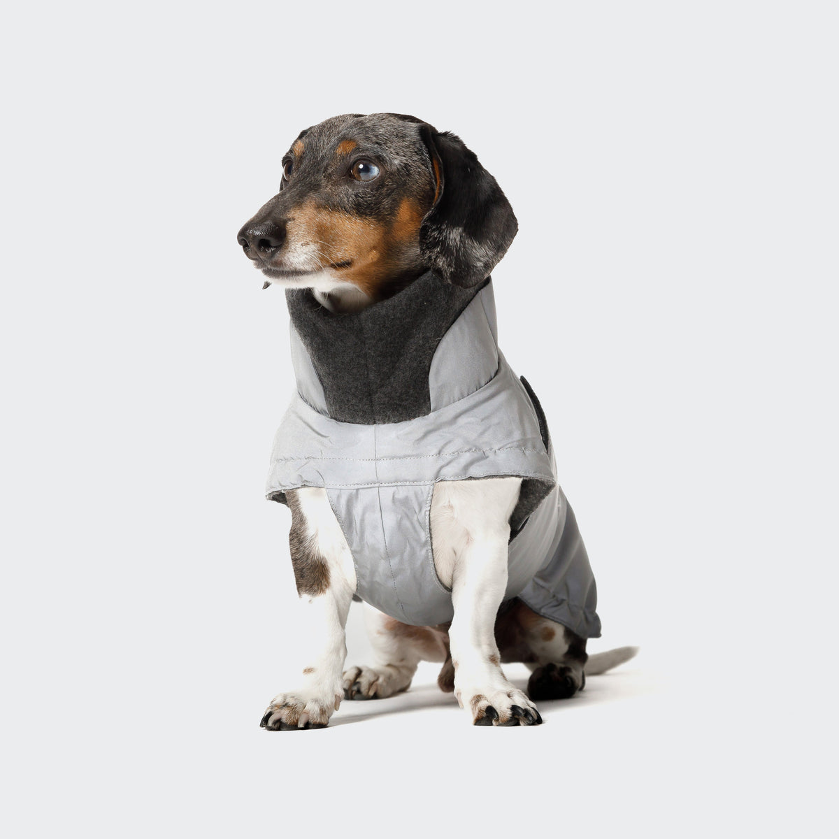 Dachshund Coat Brooklyn Reflective product image