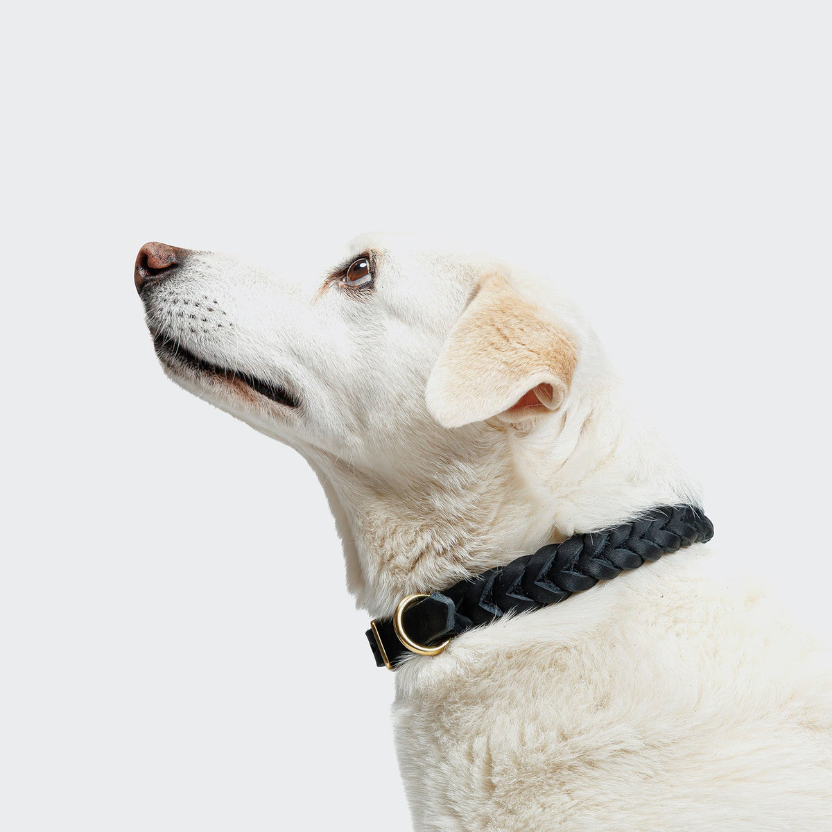 Dog Collar Central Park Black Gold product image