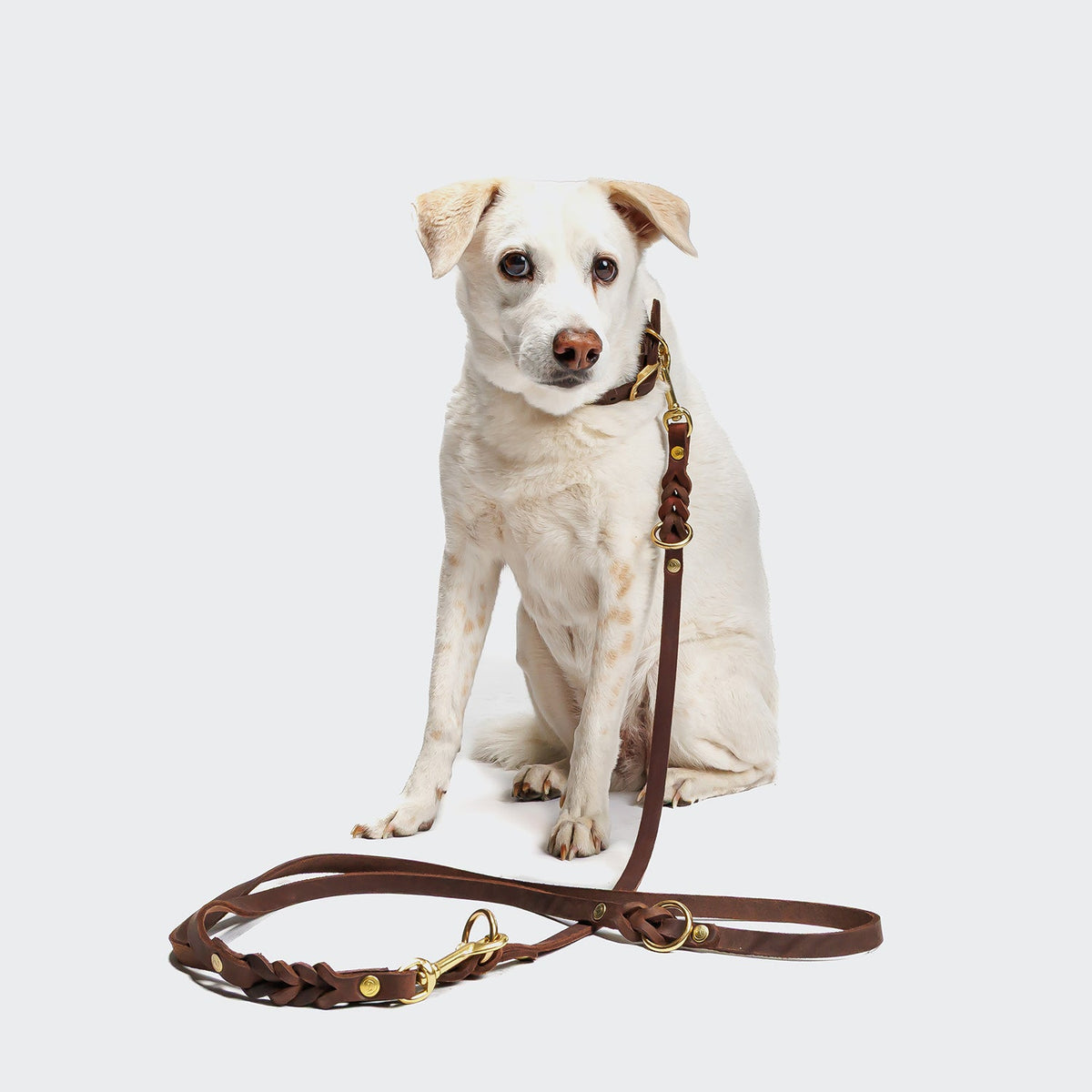 Dog Leash Riverside Park Saddle Brown Gold product image