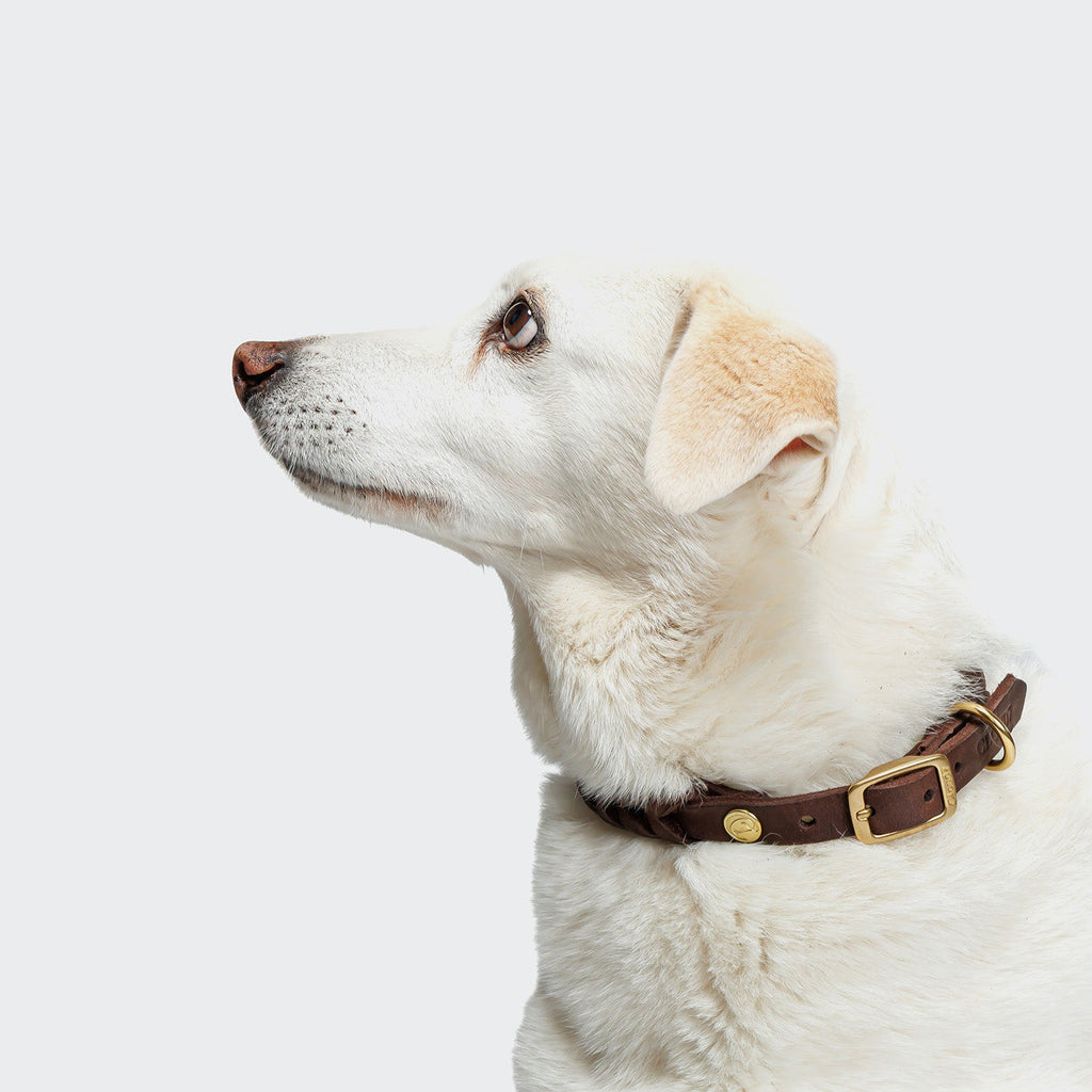 Dog Collar Central Park Saddle Brown Gold product image
