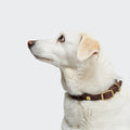 Dog Collar Central Park Saddle Brown Gold product image
