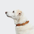 Dog Collar Central Park Camel Gold product image