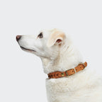 Dog Collar Central Park Camel Gold product image