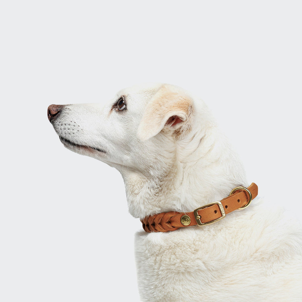 Dog Collar Central Park Camel Gold product image