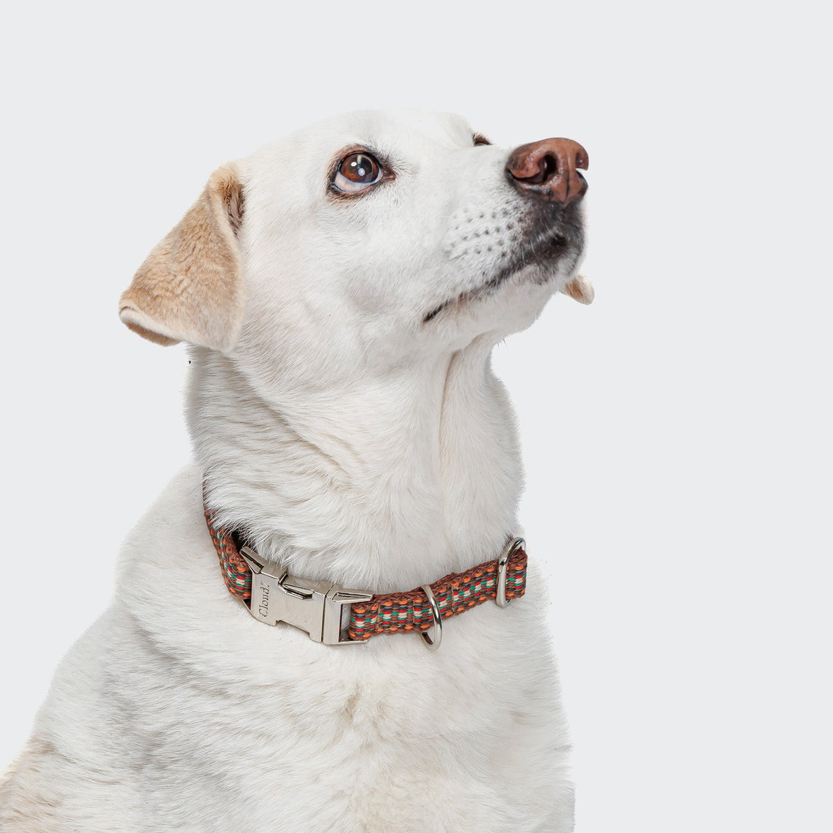 Dog Collar Click Prater Sunset product image