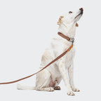 Dog Collar Click Prater Sunset product image