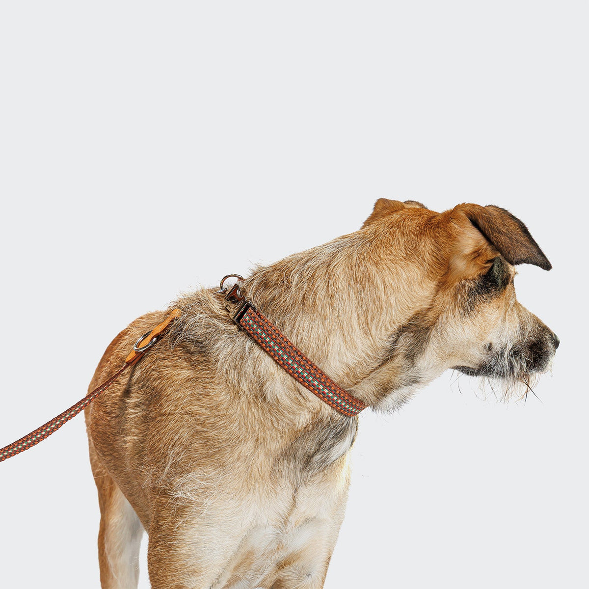Dog Leash Prater Sunset product image