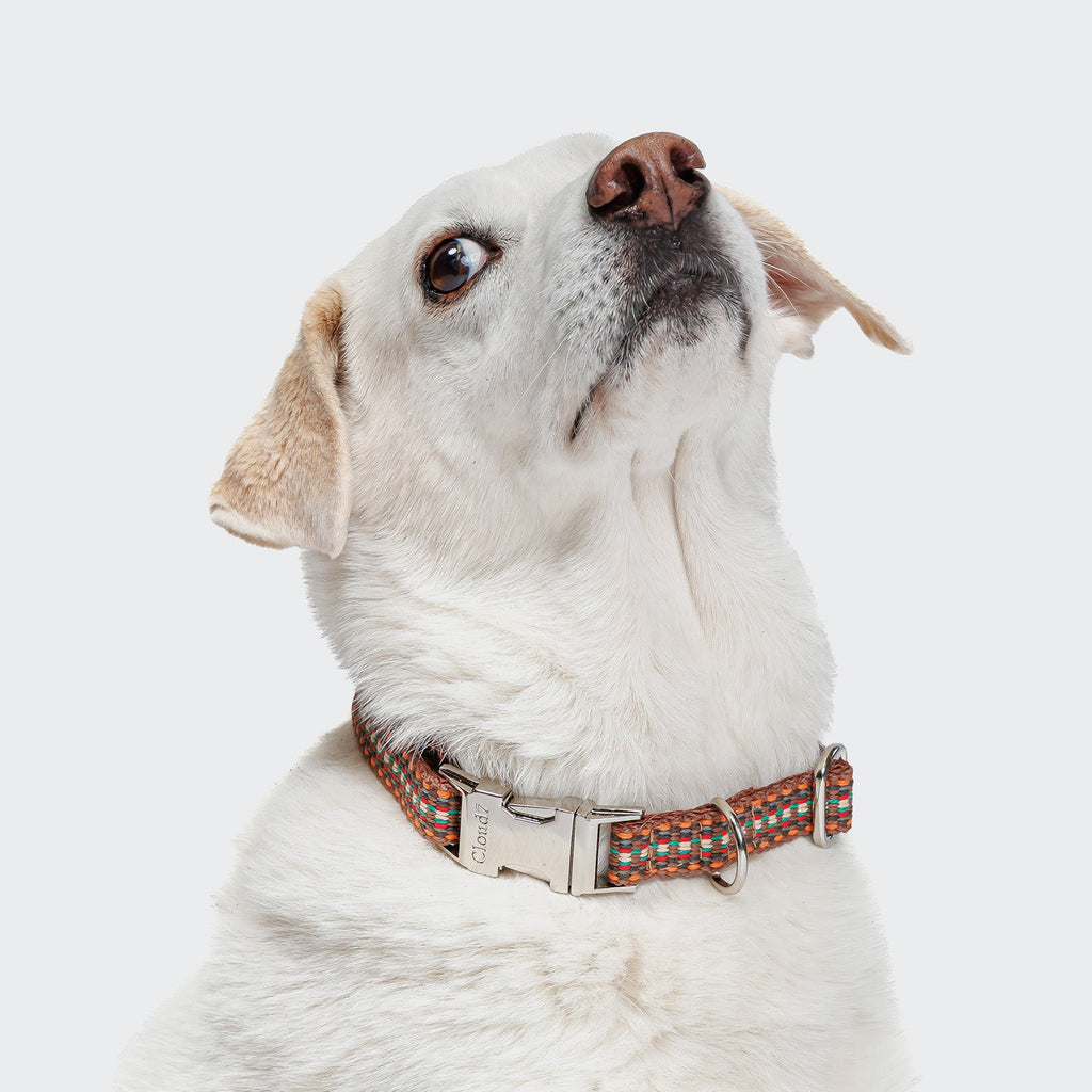 Dog Collar Click Prater Sunset product image