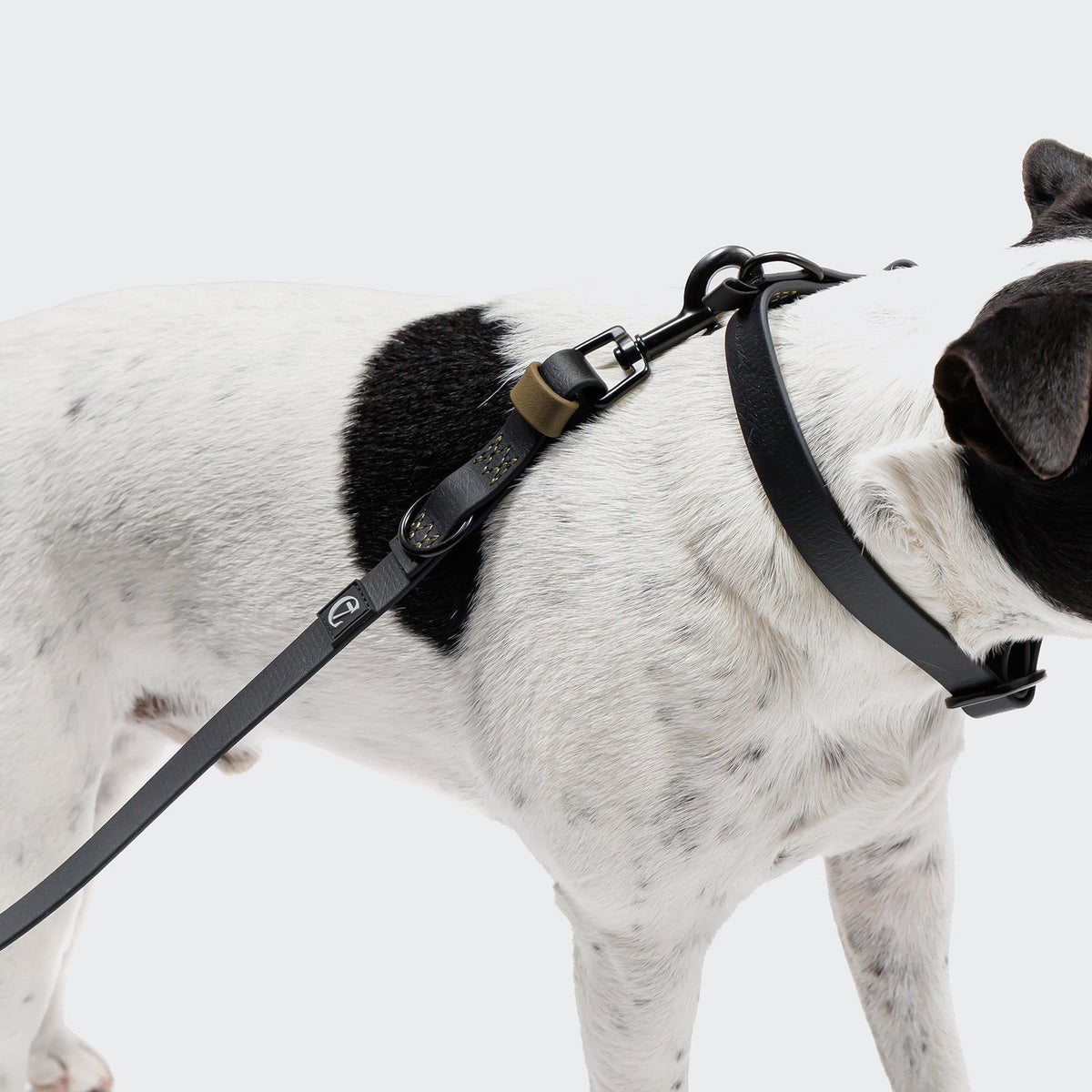 Adjustable Dog Leash BioThane Ipanema Black-Olive product image