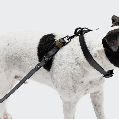 Adjustable Dog Leash BioThane Ipanema Black-Olive product image