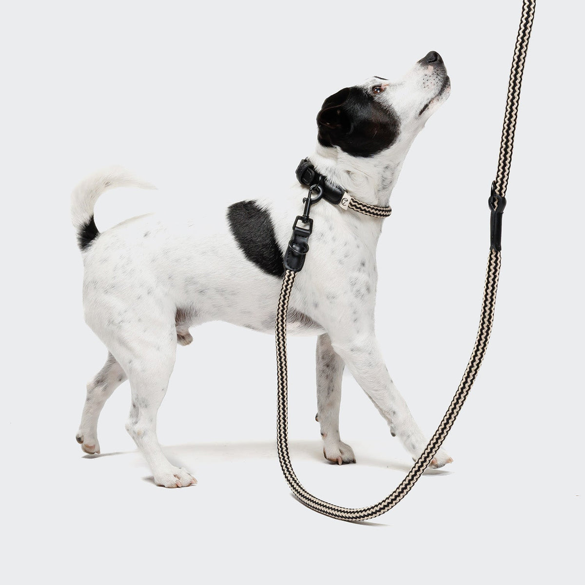 Dog Leash Mauerpark Zigzag Black product image
